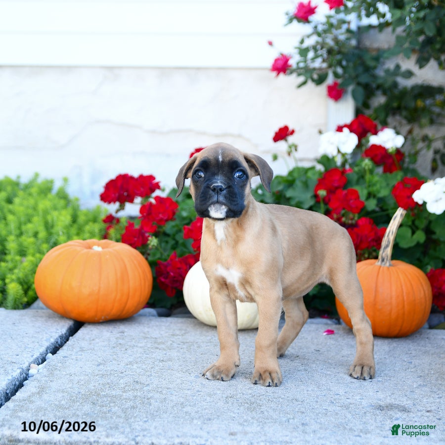 Boxer dogs Missy - Ad 2