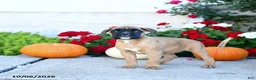 Boxer dogs for sale: Missy - Ad 2