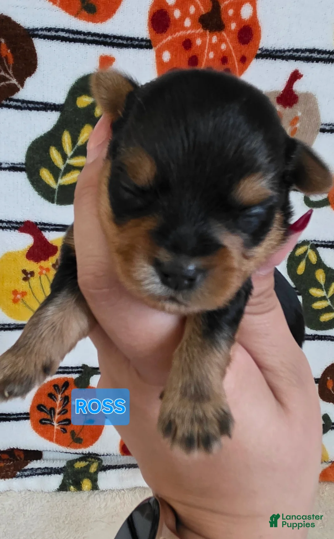 Yorkshire Terrier dogs for sale: Ross - Ad 1