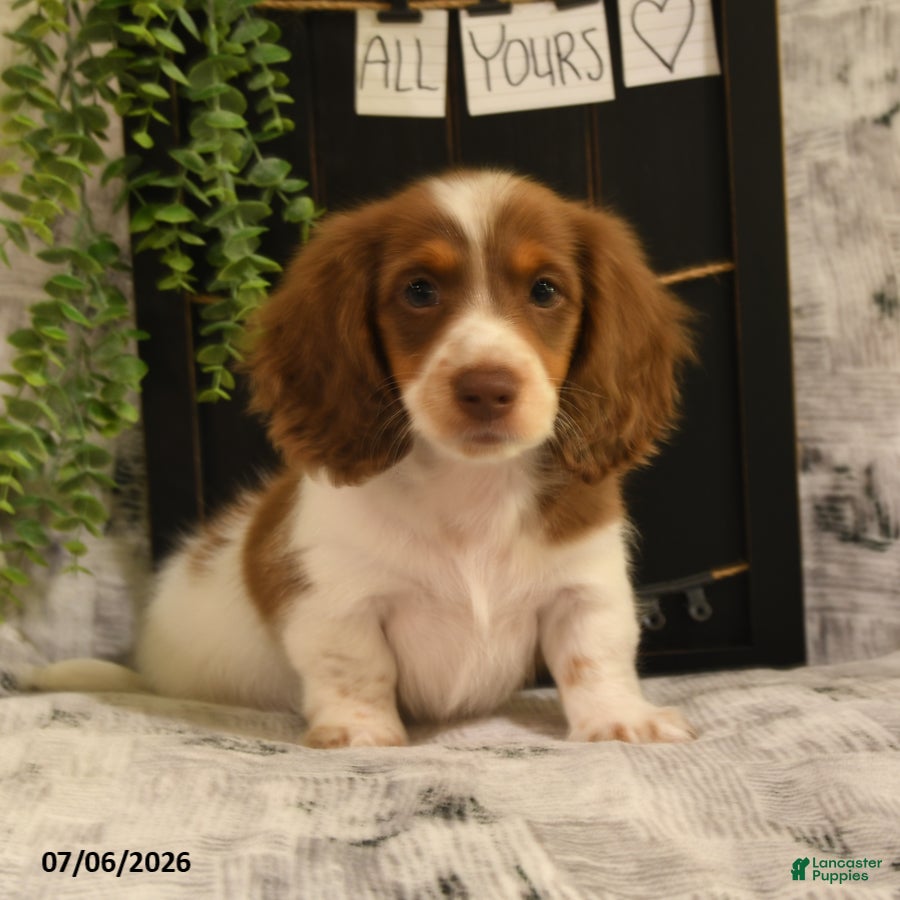 Dachshund dogs Tanner - Ad 2