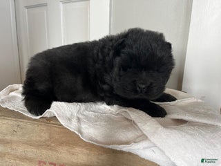 Chow Chow dogs Holly - Ad 2