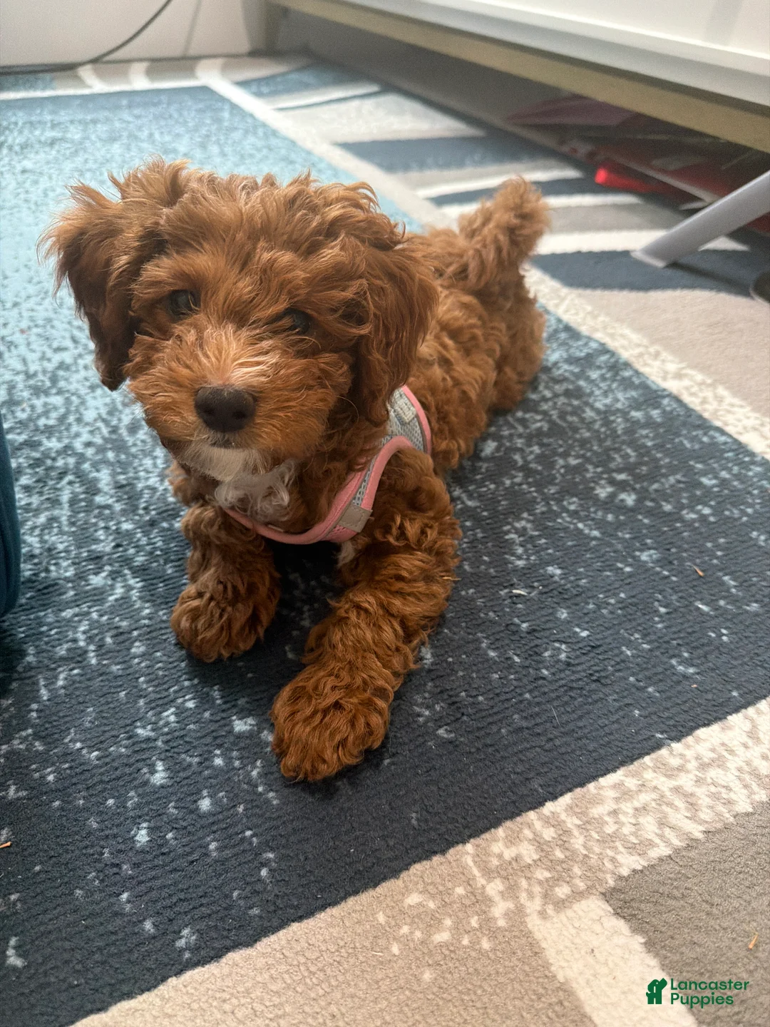 Mixed Breed dogs for sale: Micro Mini Bernedoodle Puppy 1 - Ad 2