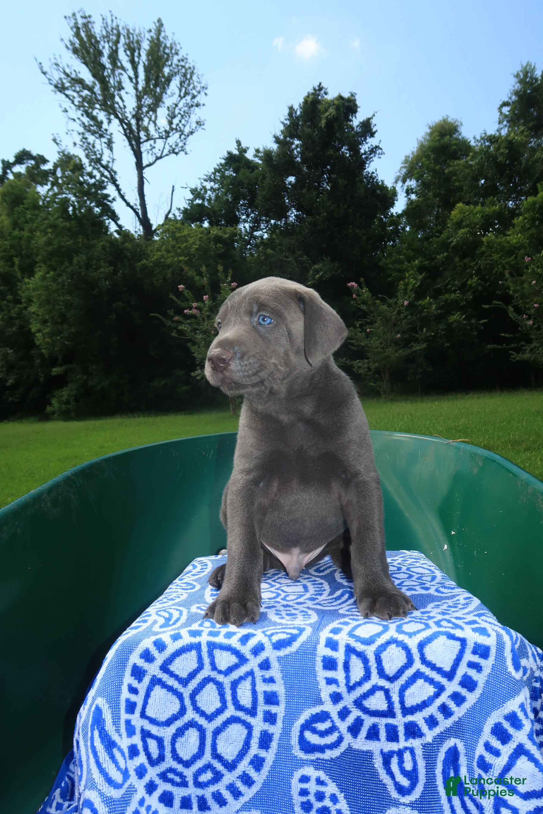 Mixed Breed dogs Ash - Ad 2