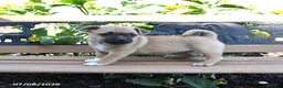 Jug dogs for sale: Callie - Ad 2