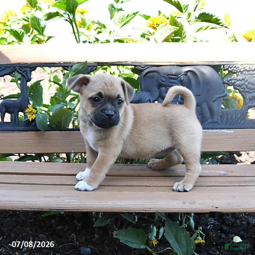 Jug dogs for sale: Callie - Ad 2