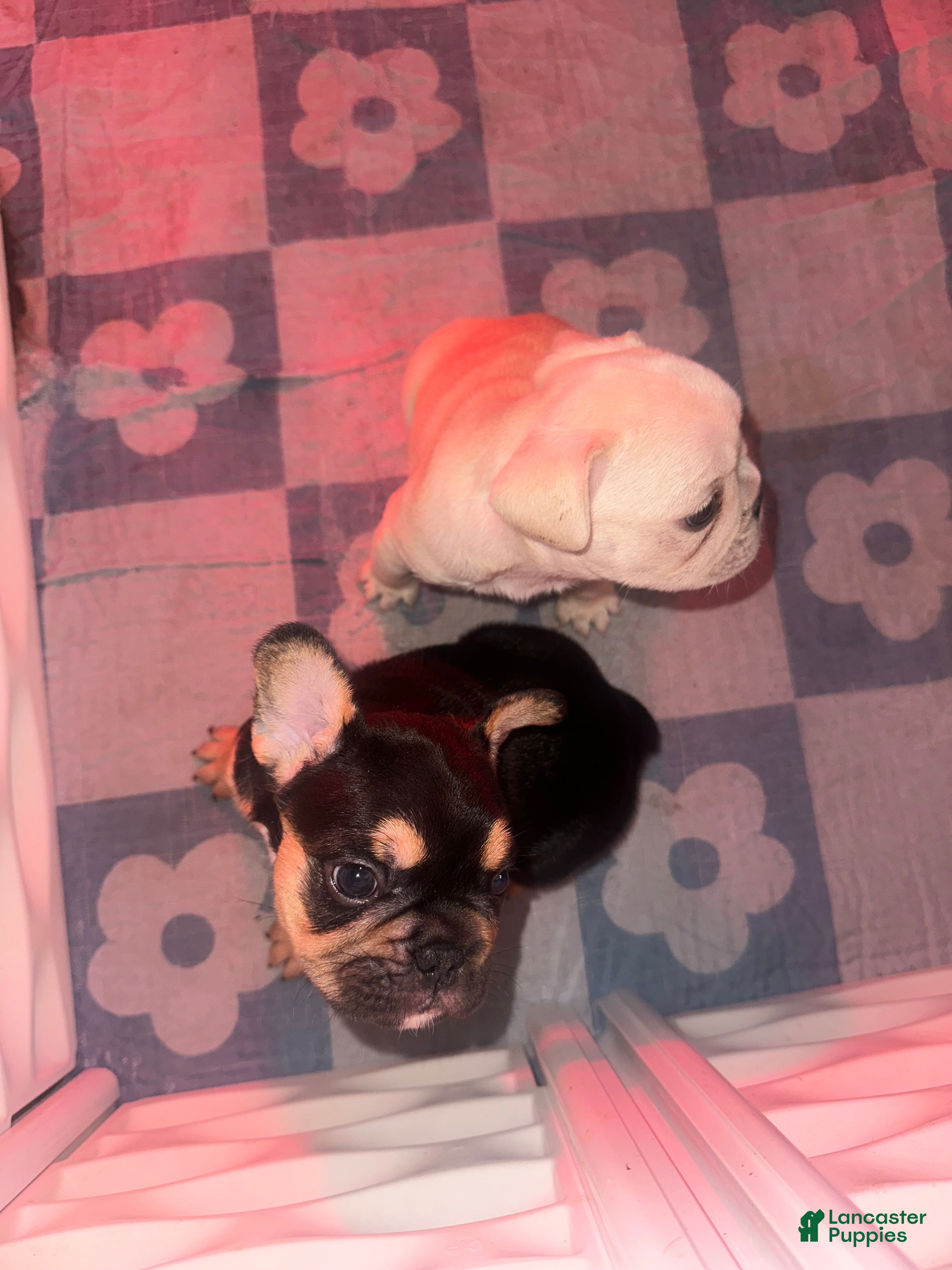French Bulldog dogs Rotti - Ad 2