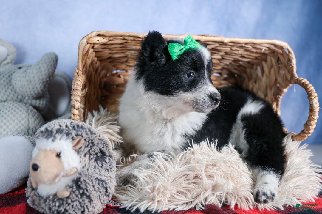 Mixed Breed dogs for sale: DUKE - Ad 3