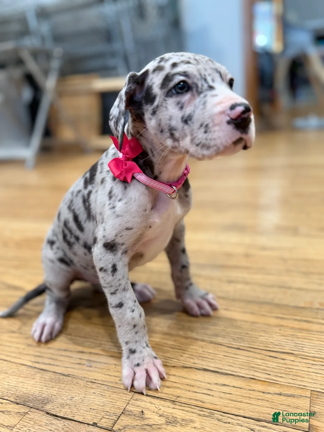 Great Dane dogs for sale: Angel - Ad 4