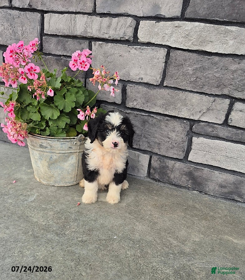 Mini Bernedoodle dogs Edward - Ad 1