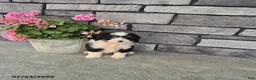 Mini Bernedoodle dogs for sale: Edward - Ad 1
