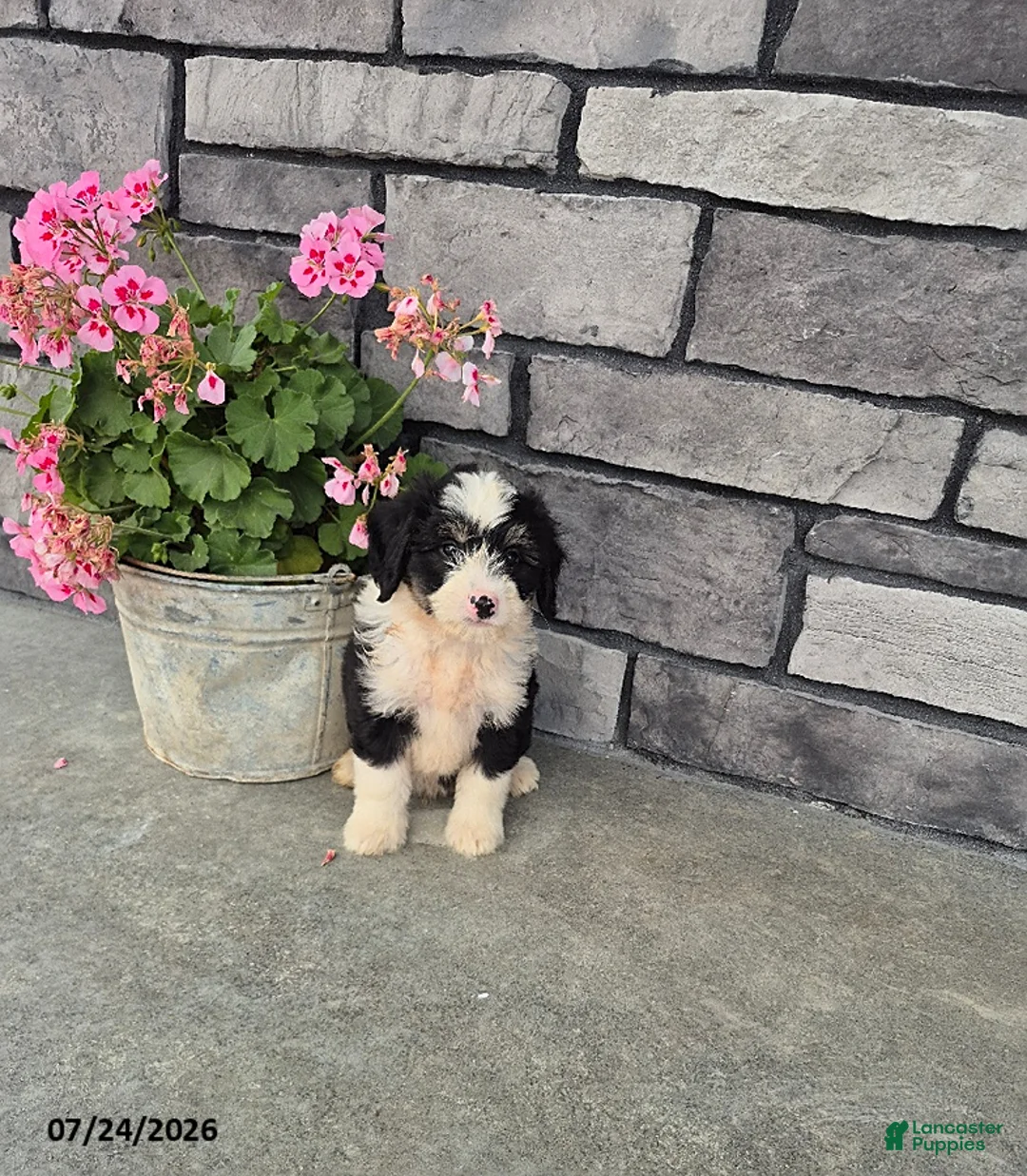 Mini Bernedoodle dogs for sale: Edward - Ad 1