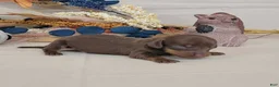 Miniature Dachshund dogs for sale: AKC Hugo Miniature Dachshund purebred  - Ad 4