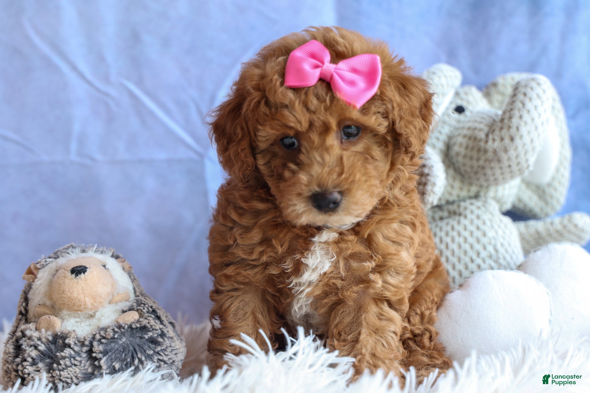 Miniature Poodle dogs ANGIE - Ad 2