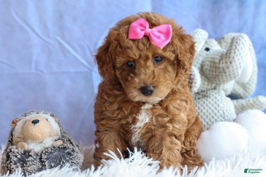Miniature Poodle dogs for sale: ANGIE - Ad 2