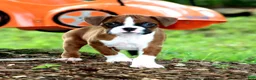 Boxer dogs for sale: Emerson  - Ad 5