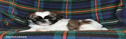 Shih Tzu dogs for sale: Fern - Ad 4