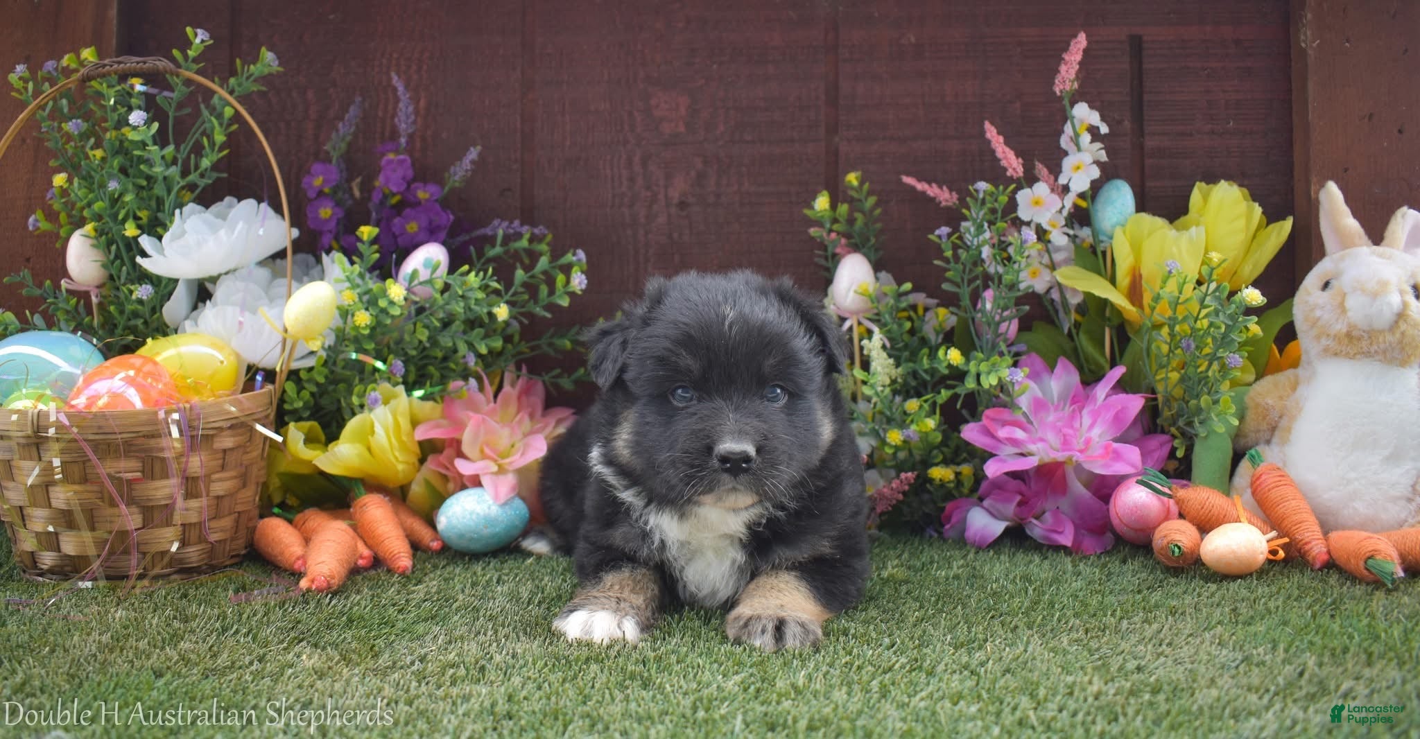 Australian Shepherd dogs Little John 2 brown eyes - Ad 2