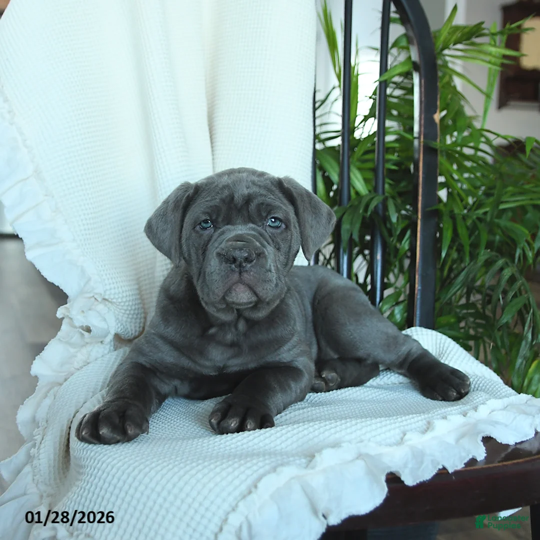 Cane Corso dogs for sale: Annie - Ad 4