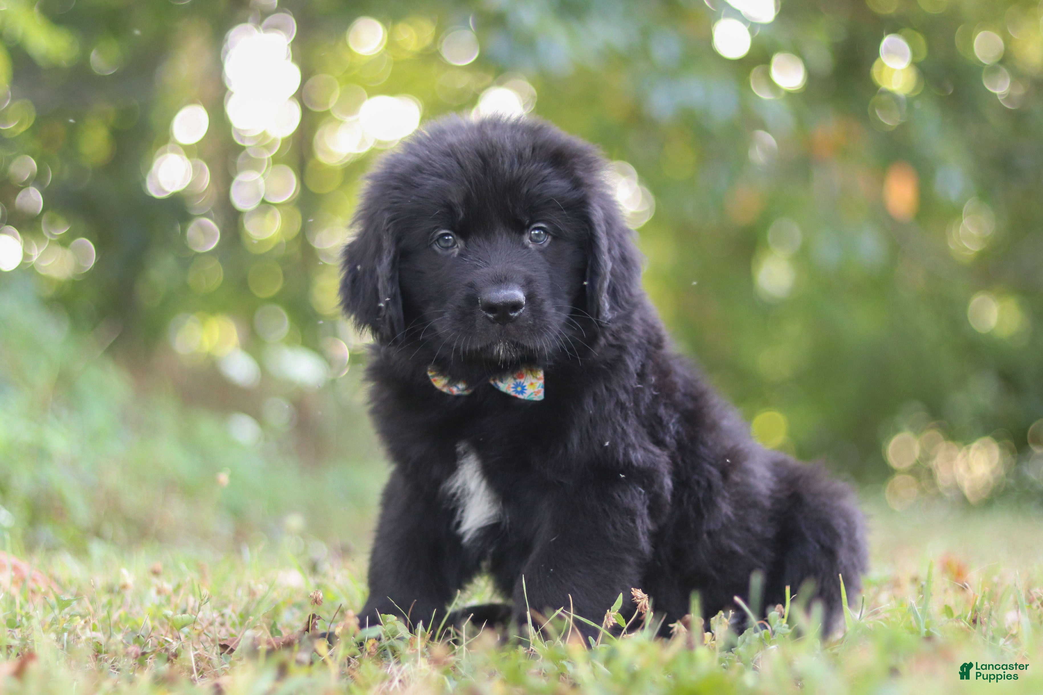 Newfoundland dogs Jimmy - Ad 2