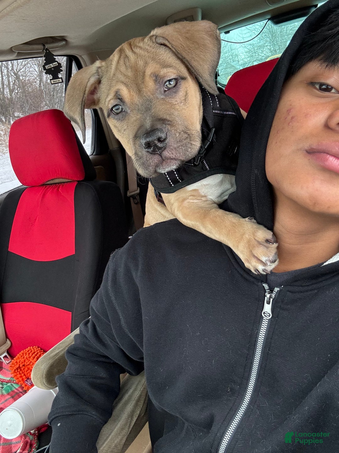 American Bully dogs for sale: Toby - Ad 3