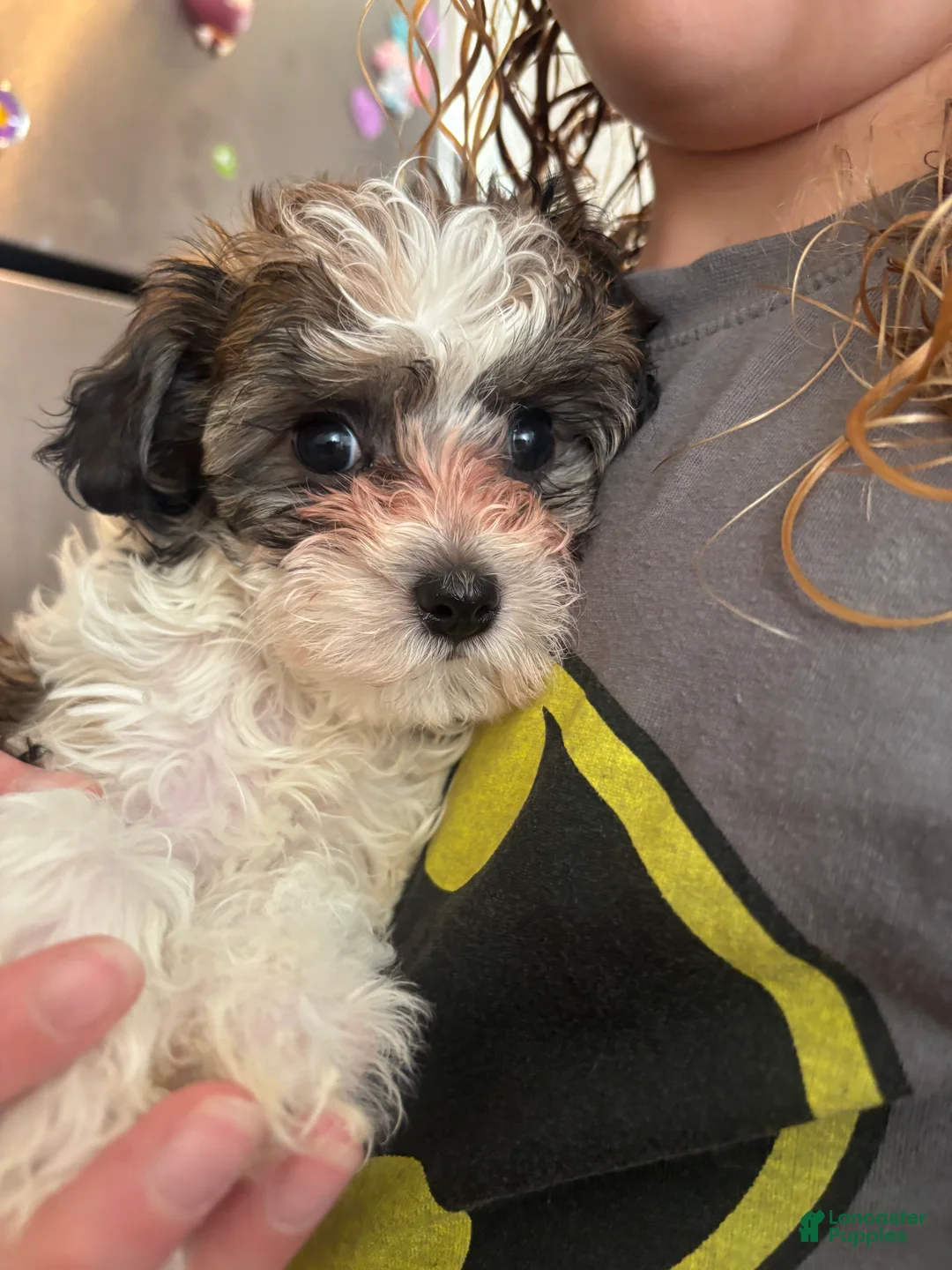 Maltipoo dogs for sale: Millie - Ad 2