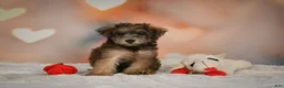 Yorkiepoo dogs for sale: Buttercup - Ad 6