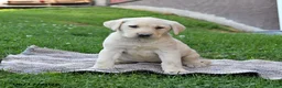 Labrador Retriever dogs for sale: Glory - Ad 5