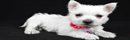 West Highland Terrier dogs for sale: Annie - Ad 8