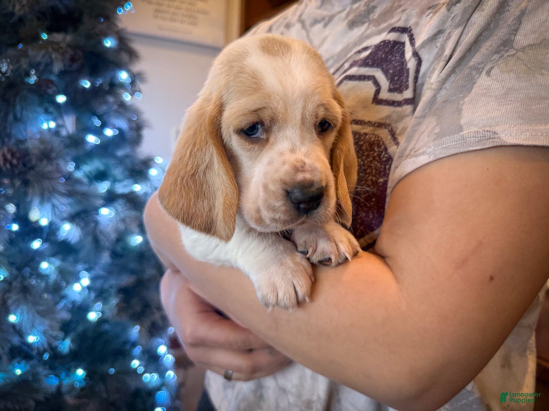 Basset Hound dogs for sale: Dutchess - Ad 3