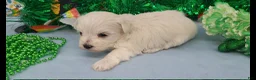 Maltese dogs for sale: Maltese Puppy 1 - Ad 3