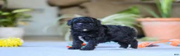 Miniature Poodle dogs for sale: Asher - Ad 3