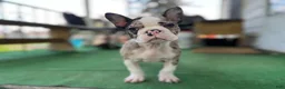 Mixed Breed dogs for sale: Bane - Ad 4