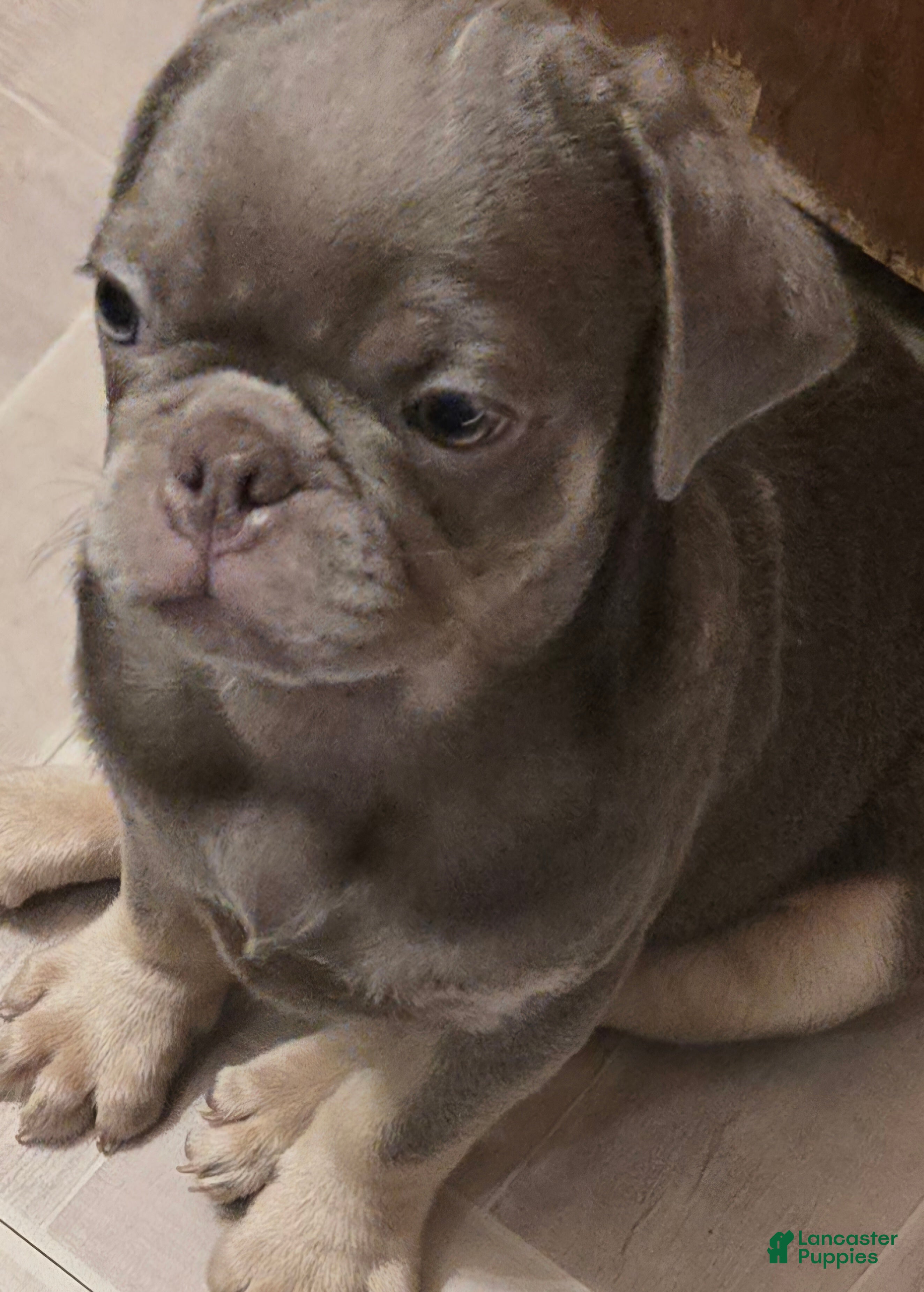 Pug dogs Pug Puppy 1 - Ad 14