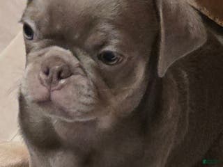 Pug dogs Pug Puppy 1 - Ad 14