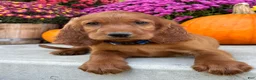 Irish Setter dogs for sale: Ralph - Ad 7