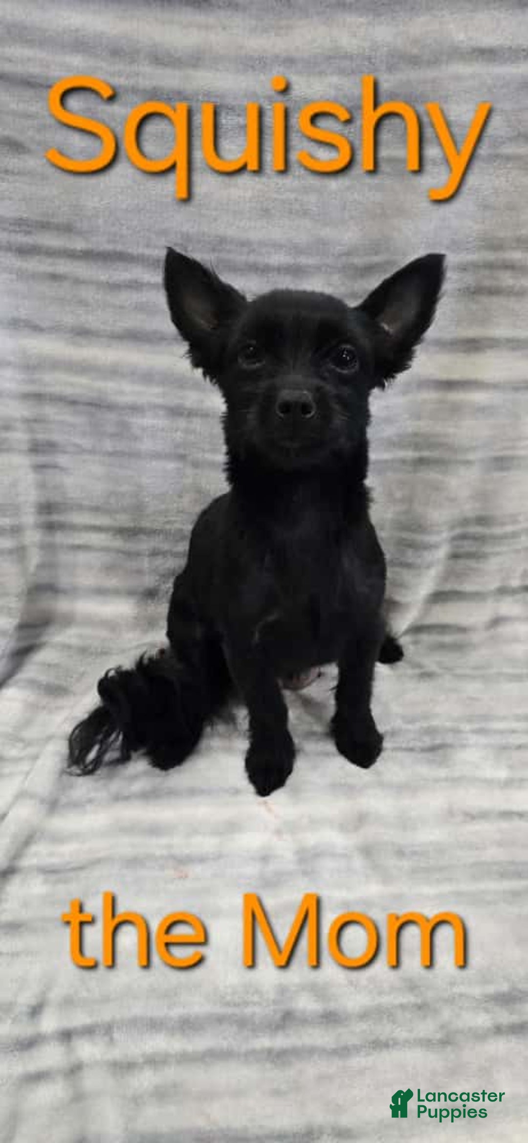 Mixed Breed dogs for sale: Ruby - Ad 6