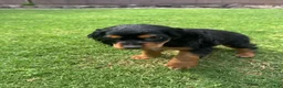 Cocker Spaniel dogs for sale: Cocker Spaniel 1 - Ad 11