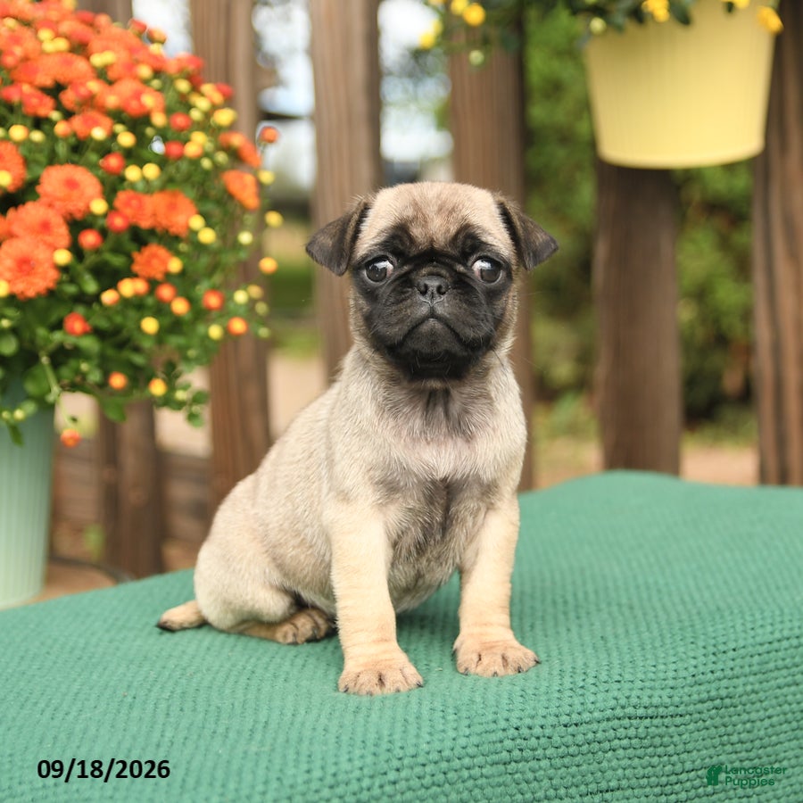 Pug dogs Molly - Ad 1
