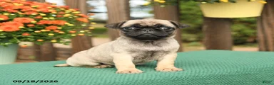 Molly
