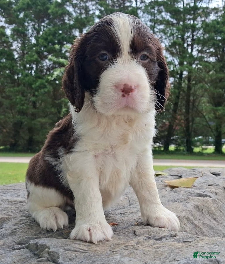 English Springer Spaniel dogs English Springer Spaniel Puppy  Adam - Ad 12