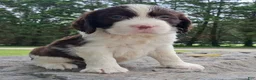 English Springer Spaniel dogs for sale: English Springer Spaniel Puppy  Adam - Ad 1