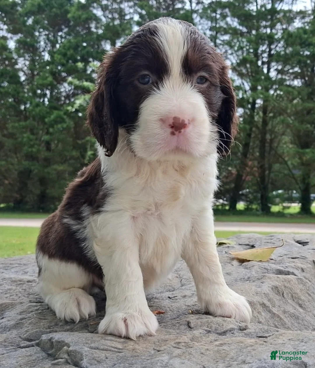English Springer Spaniel dogs for sale: English Springer Spaniel Puppy  Adam - Ad 1