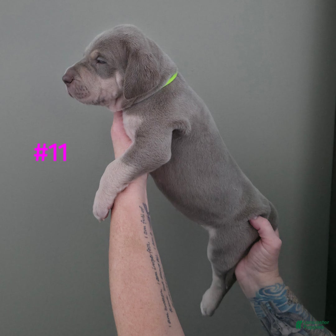 Great Dane dogs for sale: Great Dane Puppy 11 - Ad 1