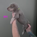Great Dane Puppy 11