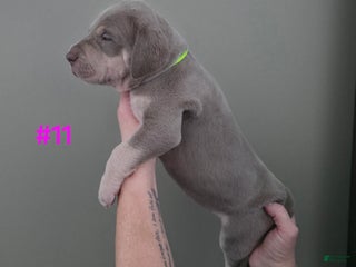 Great Dane dogs Great Dane Puppy 11 - Ad 32