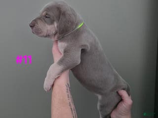 Great Dane dogs Great Dane Puppy 11 - Ad 31