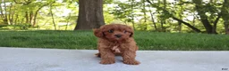 Cavapoo dogs for sale: Trixi - Ad 7