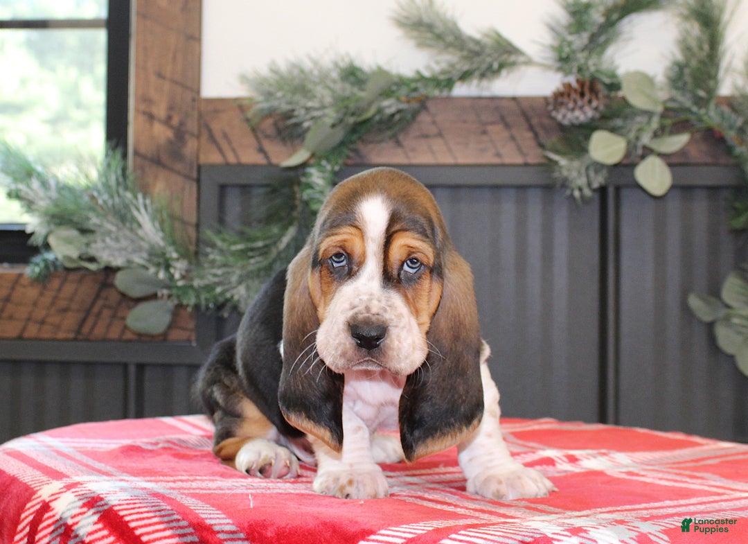 Basset Hound dogs for sale: Smokey - Ad 2
