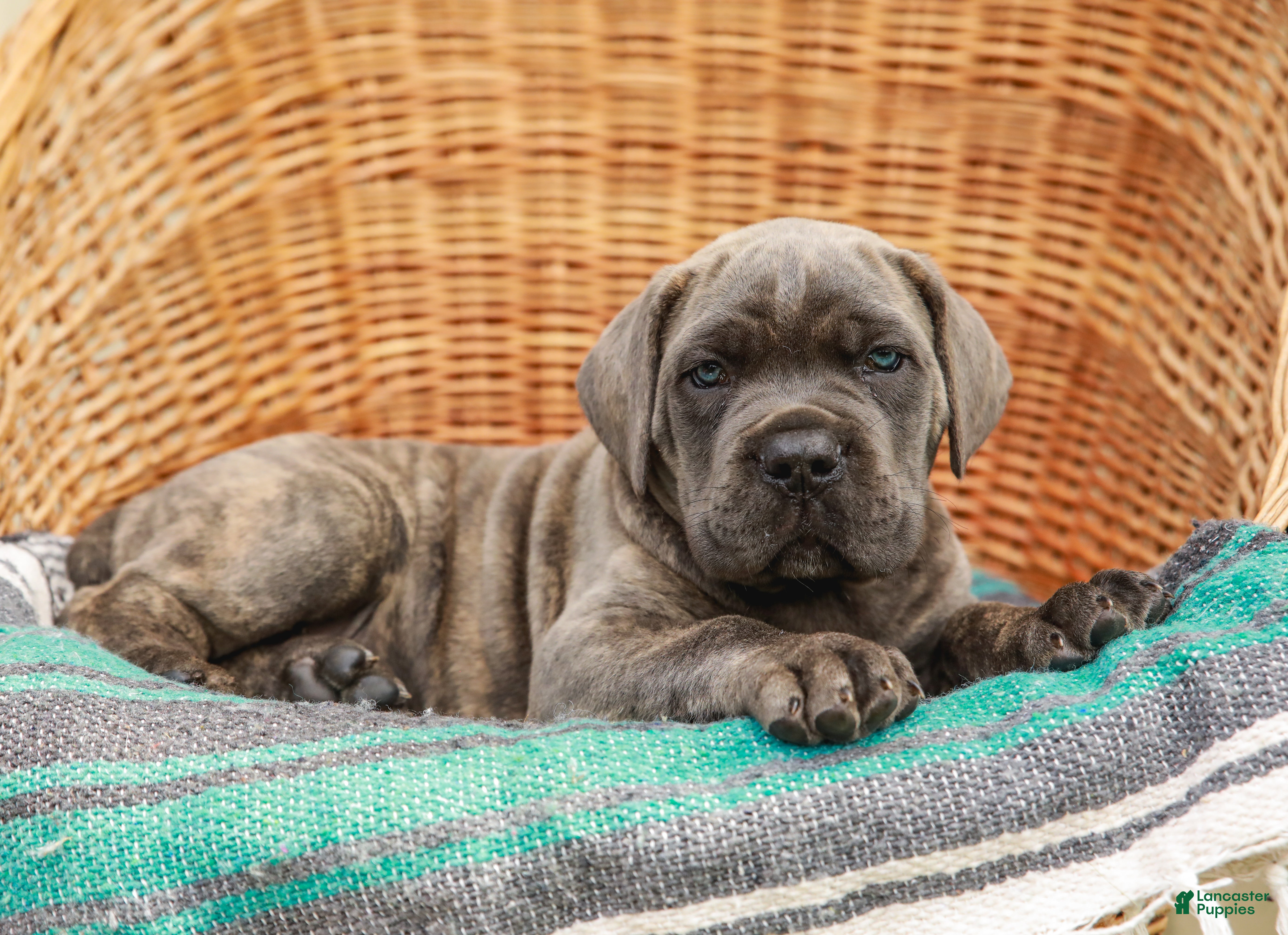 Cane Corso dogs Diesel (Champion Bloodlines) - Ad 2
