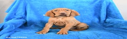 Vizsla dogs for sale: Skipper - Ad 2